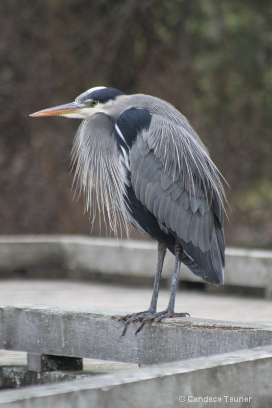 Heron