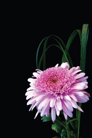 Chrysanthemum