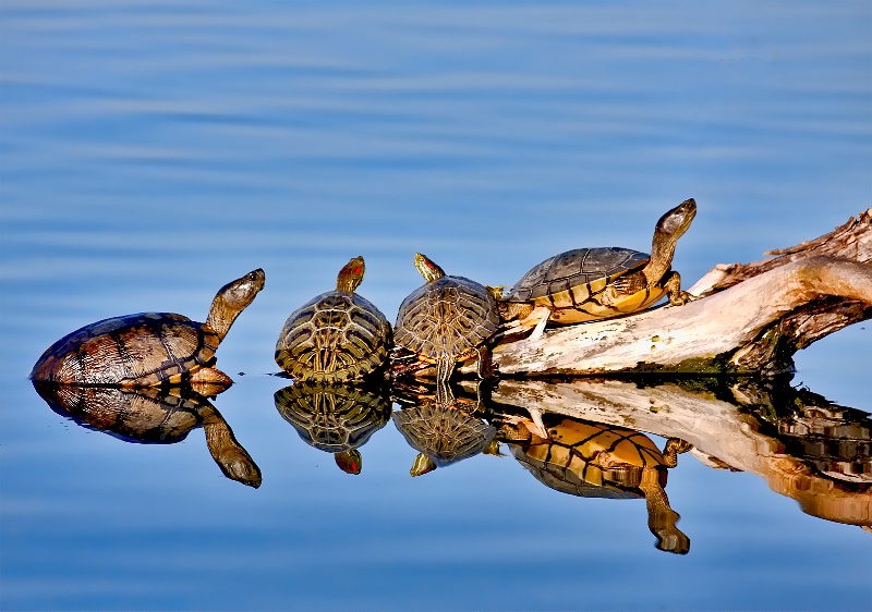 Turtle Hangout