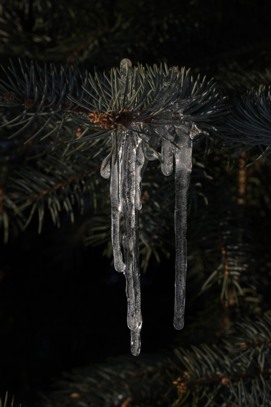 Evergreen Stalactites