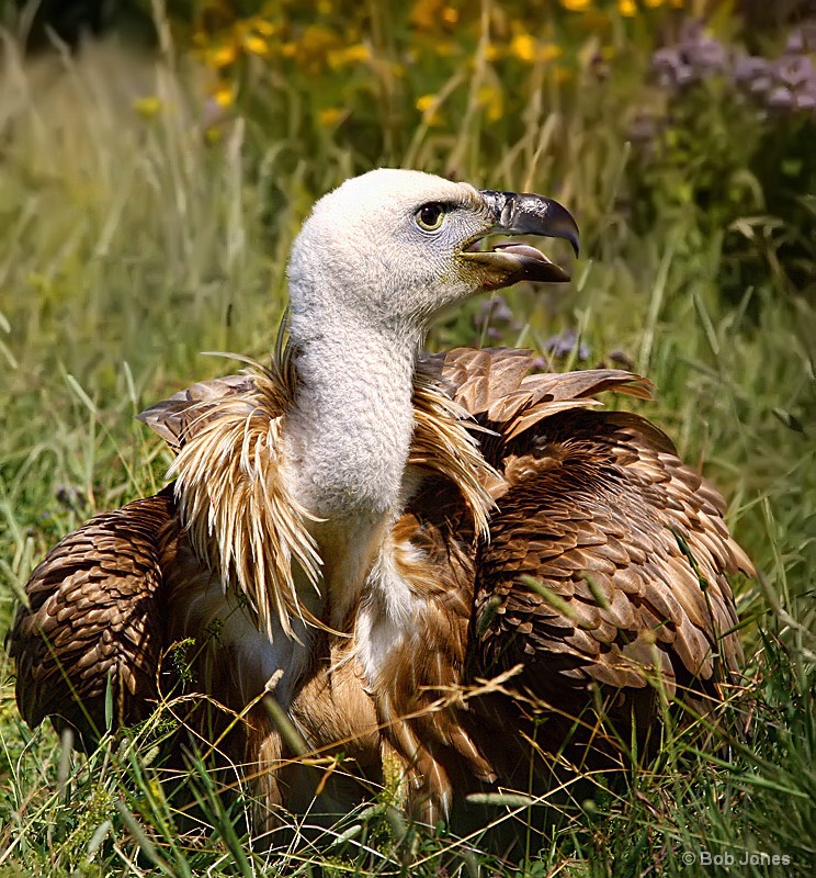 The Griffon Vulture