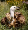 The Griffon Vultu...