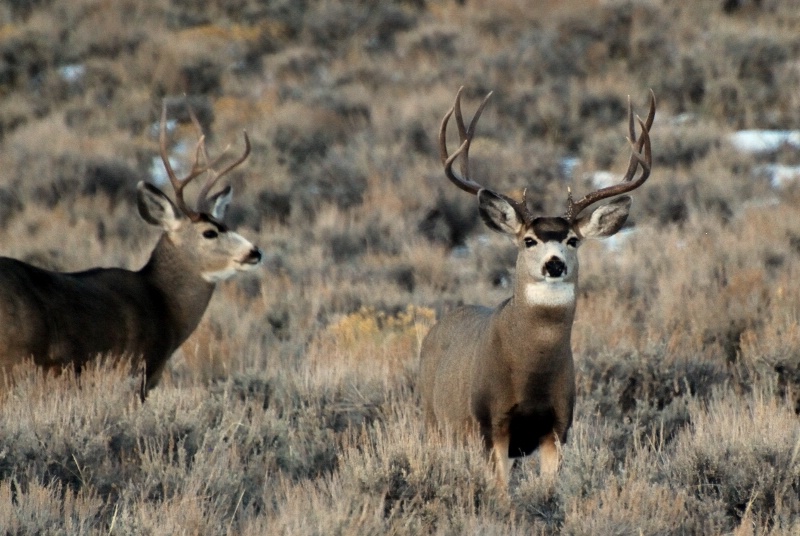 Alert and On Guard