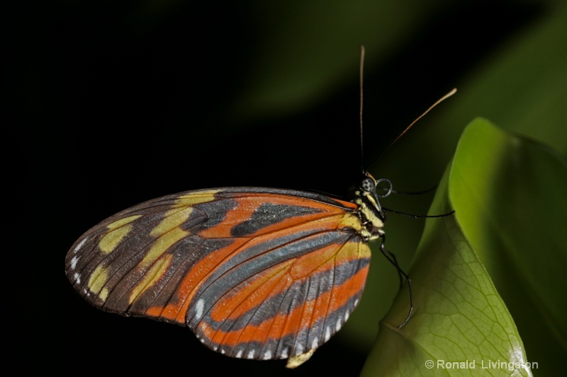 Butterfly - ID: 9653796 © Ron Livingston