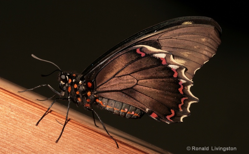Black Butterfly - ID: 9653798 © Ron Livingston