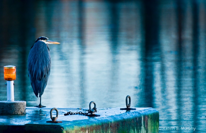 Morning Heron