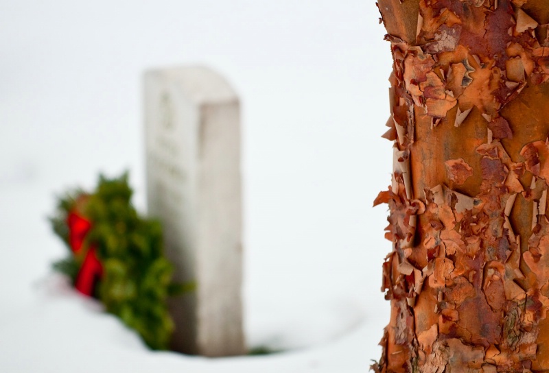 Peeling bark and a final resting place