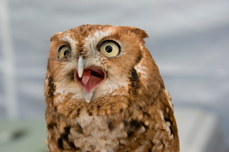 Very Vocal Screech Owl