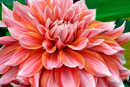 Beautiful Dahlias # 05.