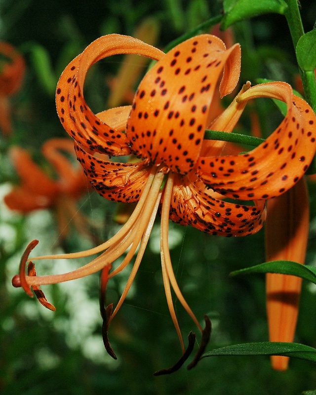 Tiger Lily.