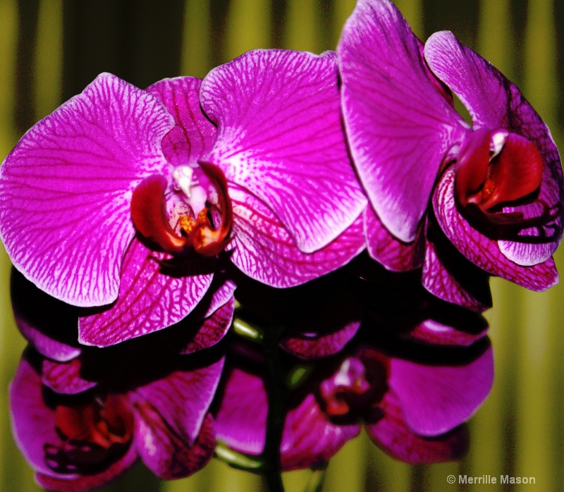 orchids in bloom