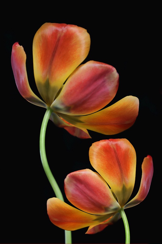 Two Tulips