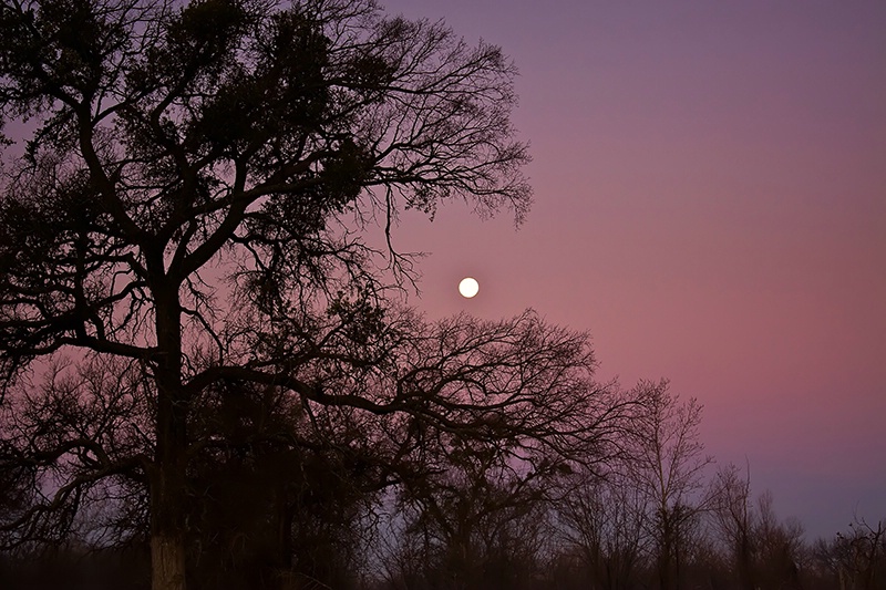 ~ Moonset ~ - ID: 9657532 © Jeff Robinson