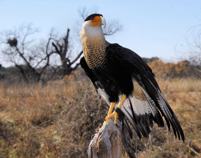 Crested Caracara