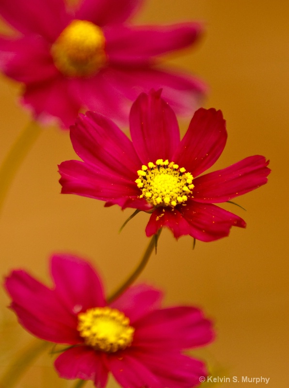 yellow on red 