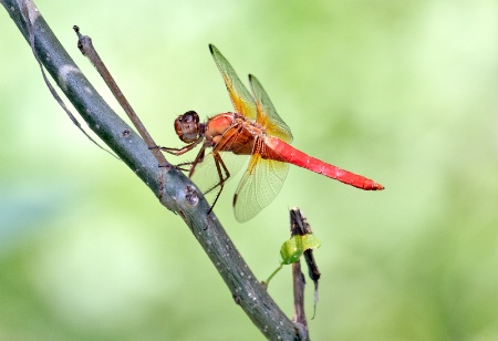 Flame Skimmer Dragonfly 