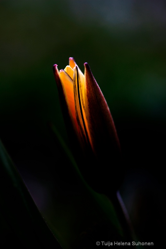 Tulip & Darkness