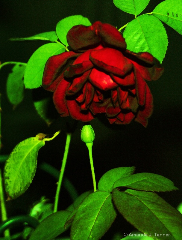 A  Wilting   Rose 