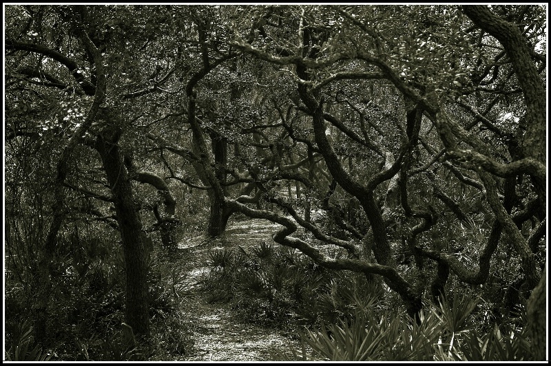 Crooked Tree Trail.