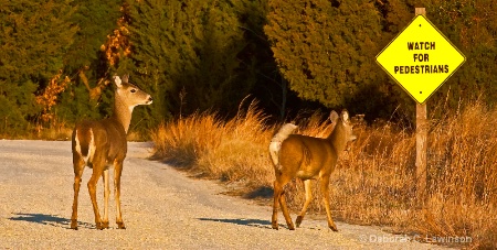 Wildlife Preserve