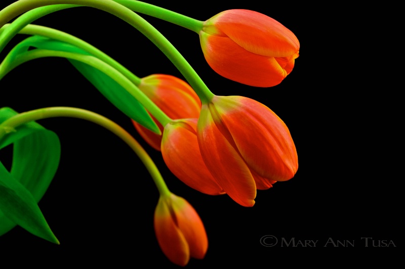 orange tulips at rest