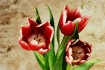 trois tulipes
