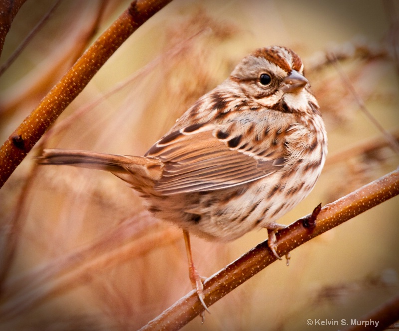 song sparrow 