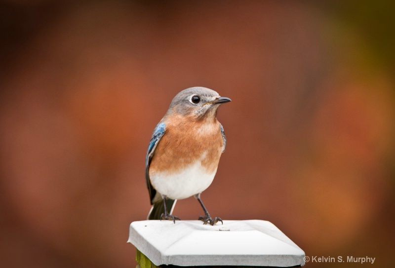 eastern bluebird