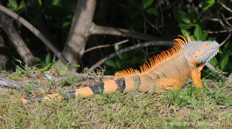 IGUANA - ID: 9661790 © SHIRLEY MARGUERITE W. BENNETT