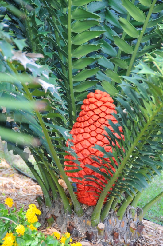 PINEAPPLE PLANT - ID: 9661791 © SHIRLEY MARGUERITE W. BENNETT