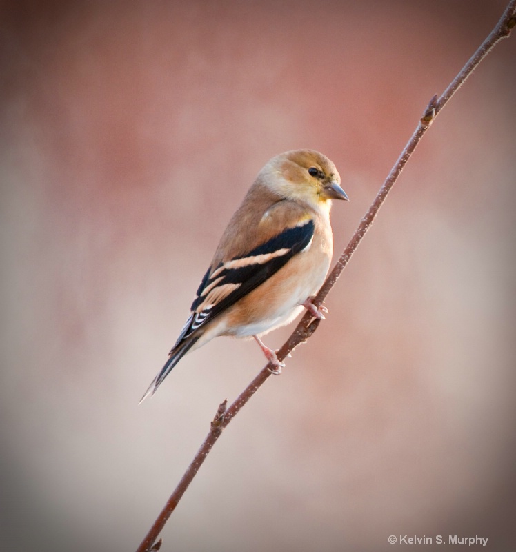 winter goldfinch