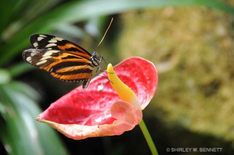 KEY WEST BURRTERFLY CONSERVATORY - ID: 9661871 © SHIRLEY MARGUERITE W. BENNETT