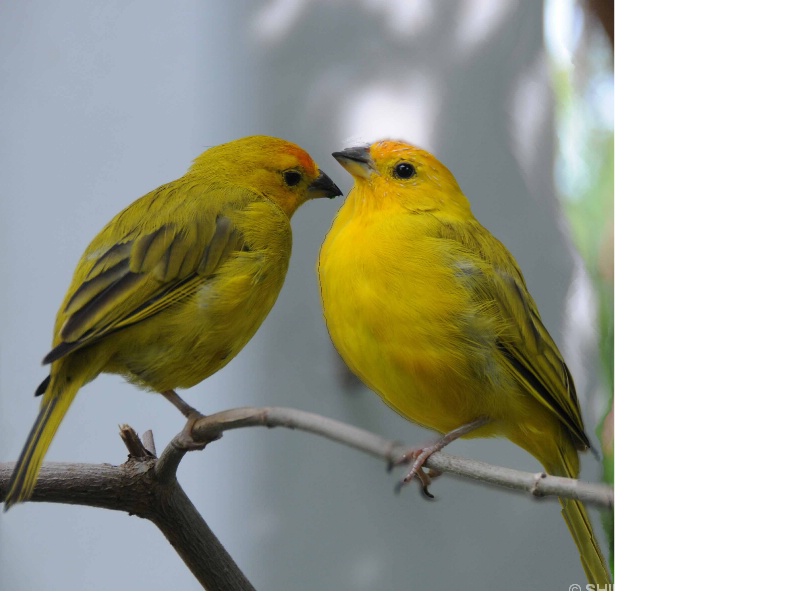 BIRDS AT KEY WEST BUTTERFLY CONSERVATORY - ID: 9661875 © SHIRLEY MARGUERITE W. BENNETT