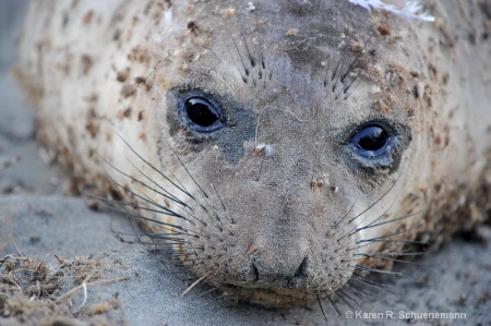 Elephant Seal Pup 