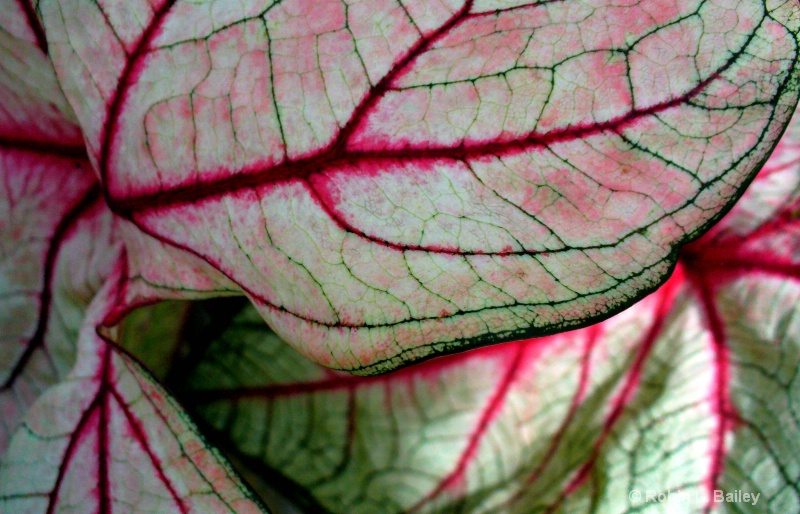 Colored Caladiums