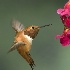 © Carol Flisak PhotoID # 9663079: Male Rufous Hummingbird