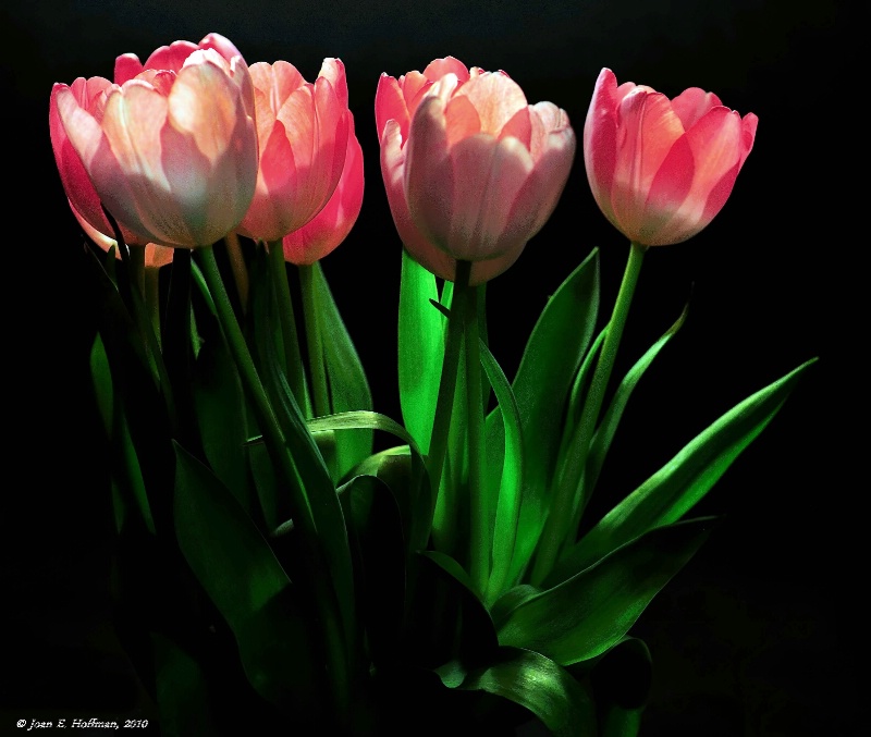 Sun-Kissed Tulips