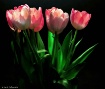 Sun-Kissed Tulips