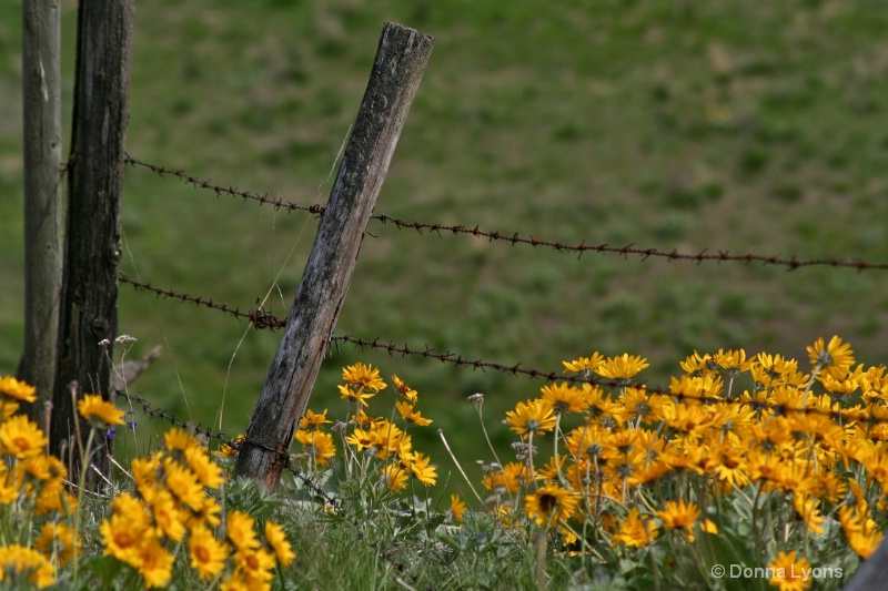 Fence and Wildflowers