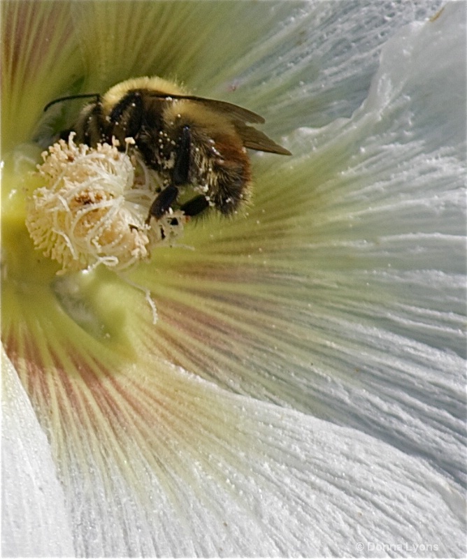 Bumble Bee Pollen