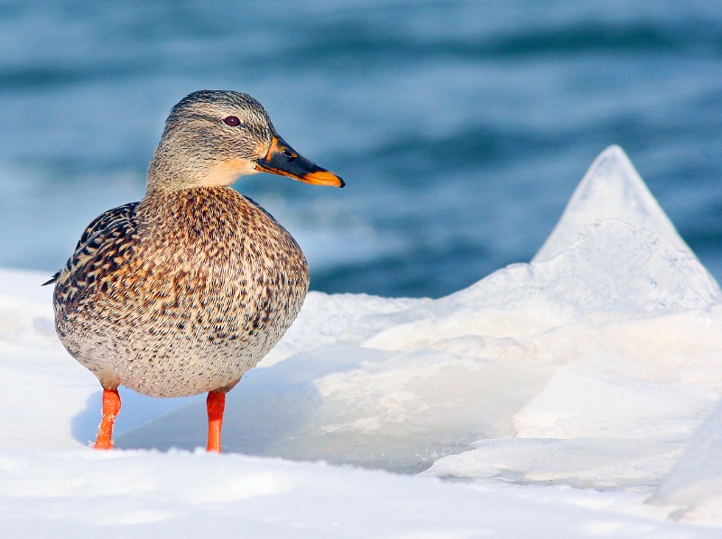 "Cold Feet Cold Feet"