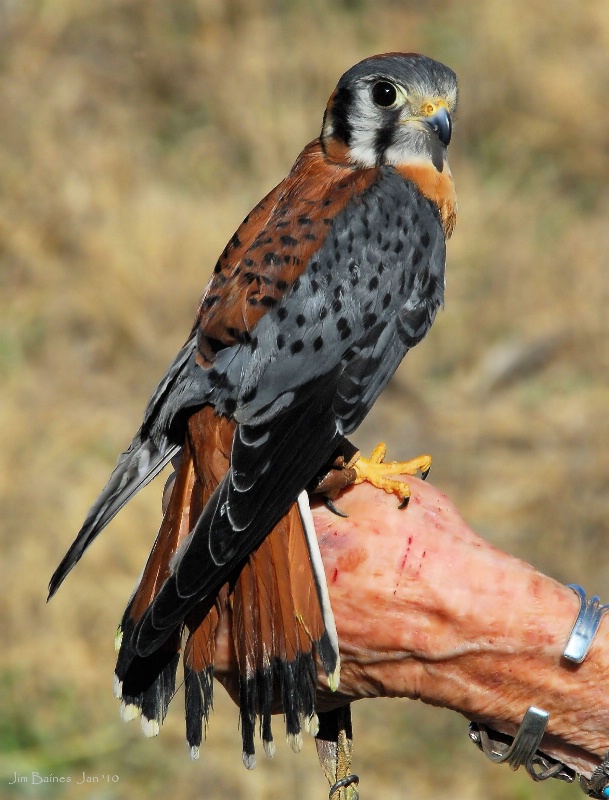 A Bird In The Hand