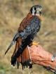 A Bird In The Han...