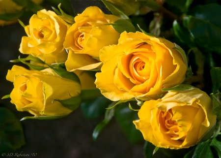 Yellow Roses