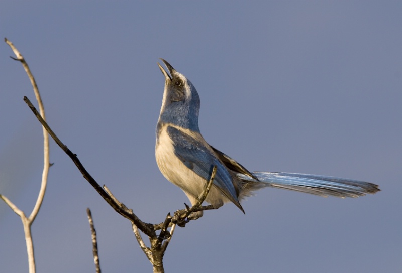 Florida Scrub Jay - ID: 9666407 © Michael Cenci