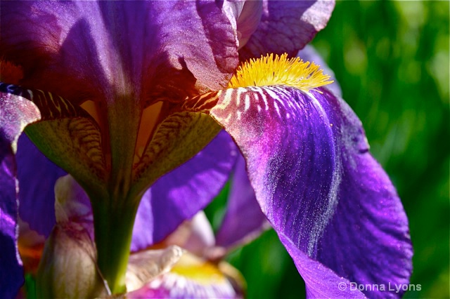 Iris Closeup