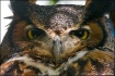 Great Horned Owl ...