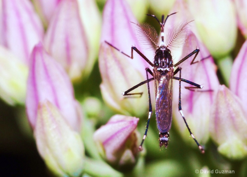 Aedes albopictus male