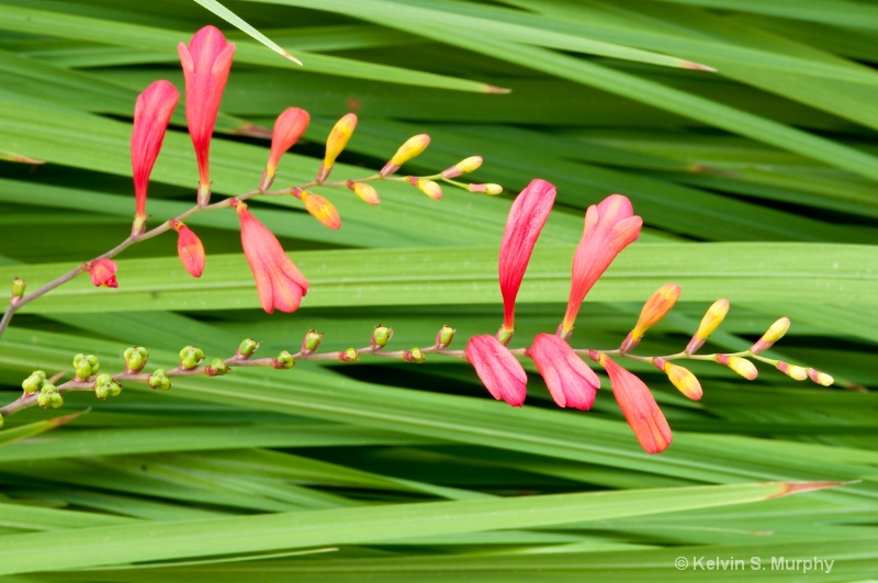 pink asian carpet 