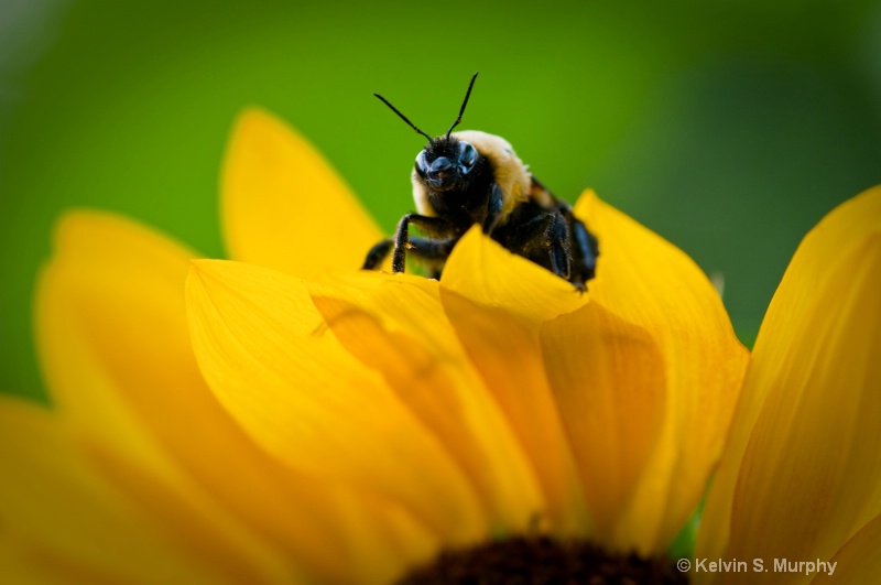 the bee and the sunflower